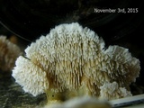 Trametopsis cervina image