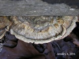 Trametopsis cervina image