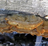 Trametopsis cervina image