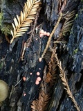 Lycogala epidendrum image