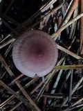 Mycena purpureofusca image