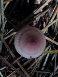 Mycena purpureofusca image