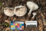 Amanita cruentilemurum image