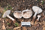 Amanita cruentilemurum image