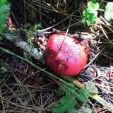 Russula sanguinaria image