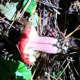 Russula sanguinaria image