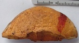 Pycnoporellus fulgens image