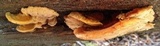 Pycnoporellus fulgens image
