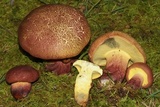 Baorangia bicolor image