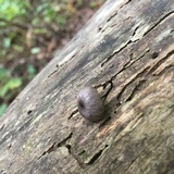 Entoloma serrulatum image