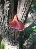 Fistulina hepatica image