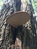 Fistulina hepatica image