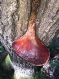 Fistulina hepatica image