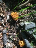 Calocera viscosa image