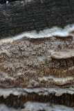 Irpex lacteus image