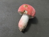 Russula rosea image