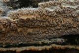 Irpex lacteus image