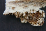 Irpex lacteus image
