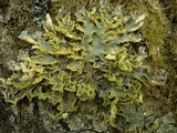 Pseudocyphellaria aurata image