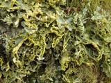 Pseudocyphellaria aurata image
