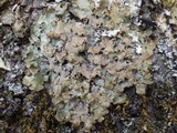 Lobaria virens image