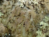 Lobaria virens image