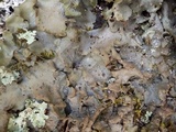 Lobaria virens image