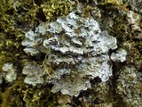 Degelia atlantica image