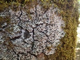 Degelia cyanoloma image