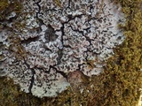 Degelia cyanoloma image