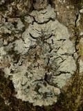 Degelia cyanoloma image