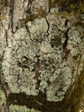 Degelia cyanoloma image