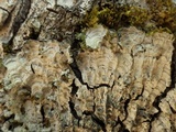 Degelia cyanoloma image