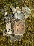 Degelia cyanoloma image