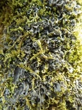 Leptogium cyanescens image