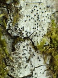 Acrocordia gemmata image