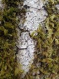 Acrocordia gemmata image
