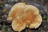 Image of Crepidotus brunswickianus