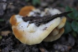 Crepidotus brunswickianus image