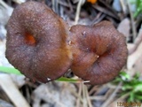 Craterellus lutescens image