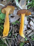 Craterellus lutescens image