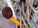 Craterellus lutescens image