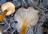 Craterellus lutescens image