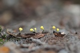 Mitrulinia ushuaiae image