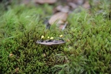 Mitrulinia ushuaiae image