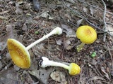 Amanita frostiana image