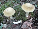 Boletus nobilis image