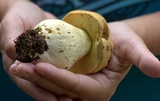 Boletus huronensis image