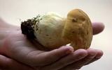 Boletus huronensis image