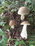 Boletus nobilis image